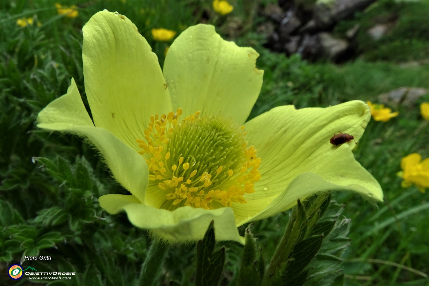 82 Pulsatilla alpina sulfurea.JPG